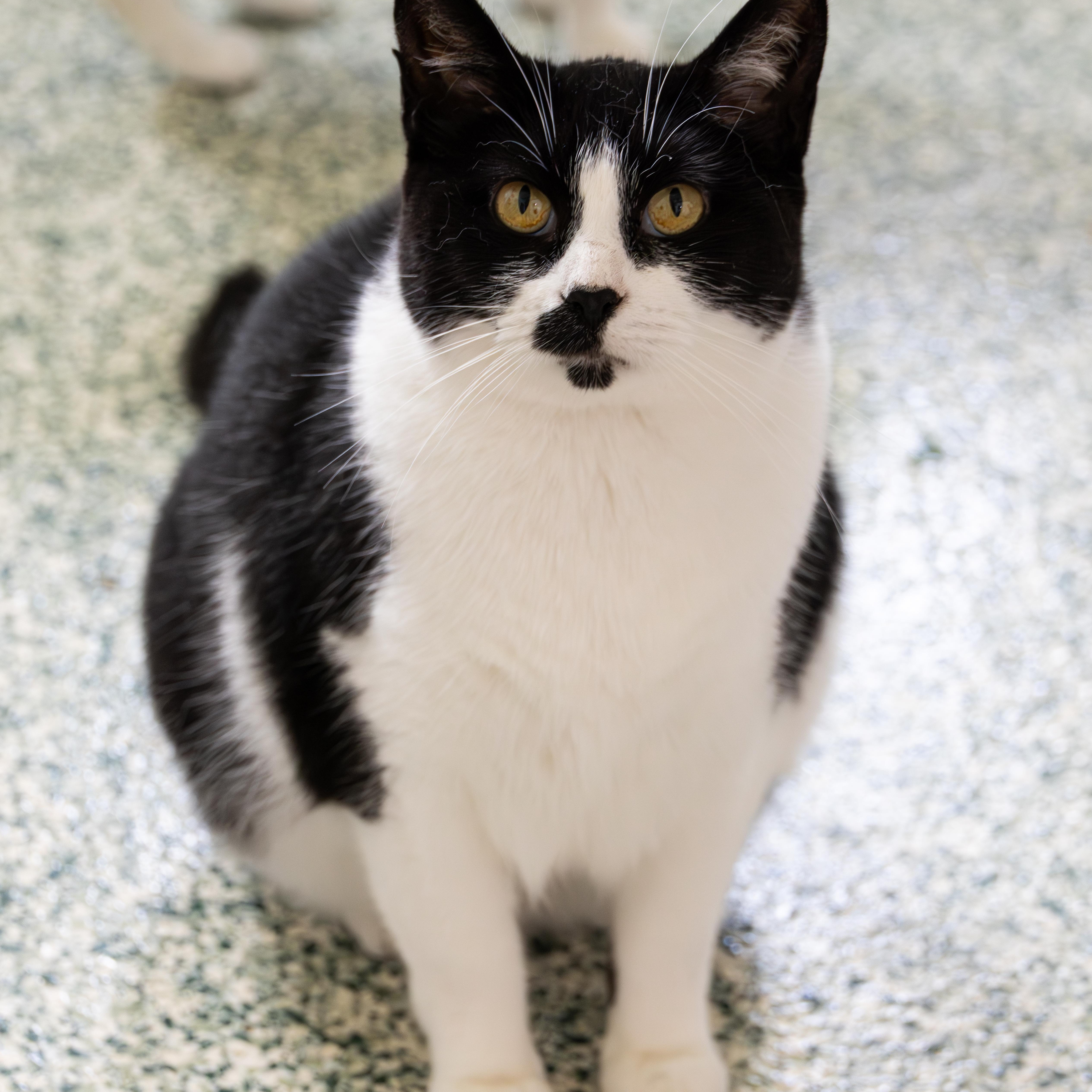 Enlarge Quinoa (bonded with Arborio), a Adoptable Domestic Short Hair in Richland Center, WI image 2/4