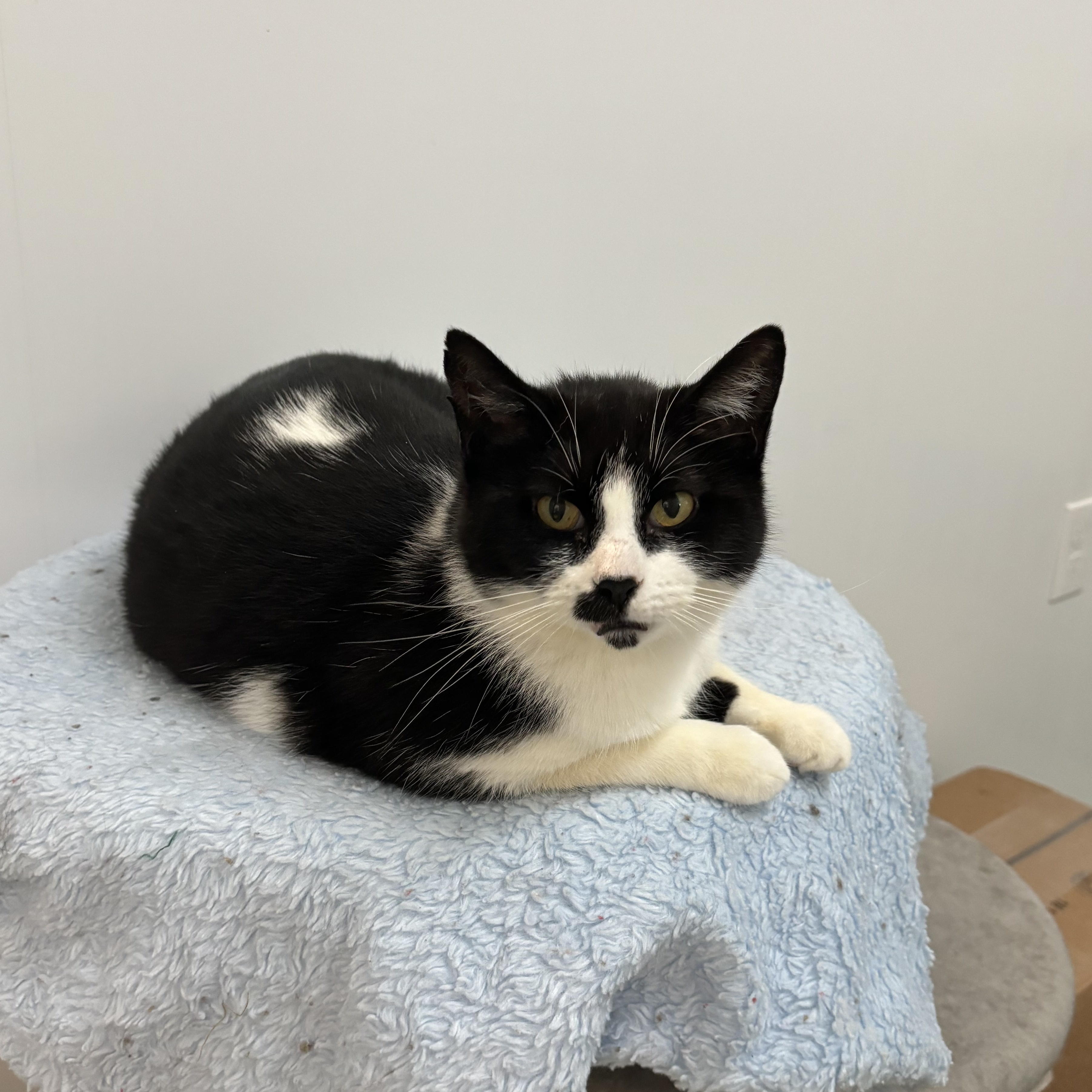 Enlarge Quinoa (bonded with Arborio), a Adoptable Domestic Short Hair in Richland Center, WI image 4/4