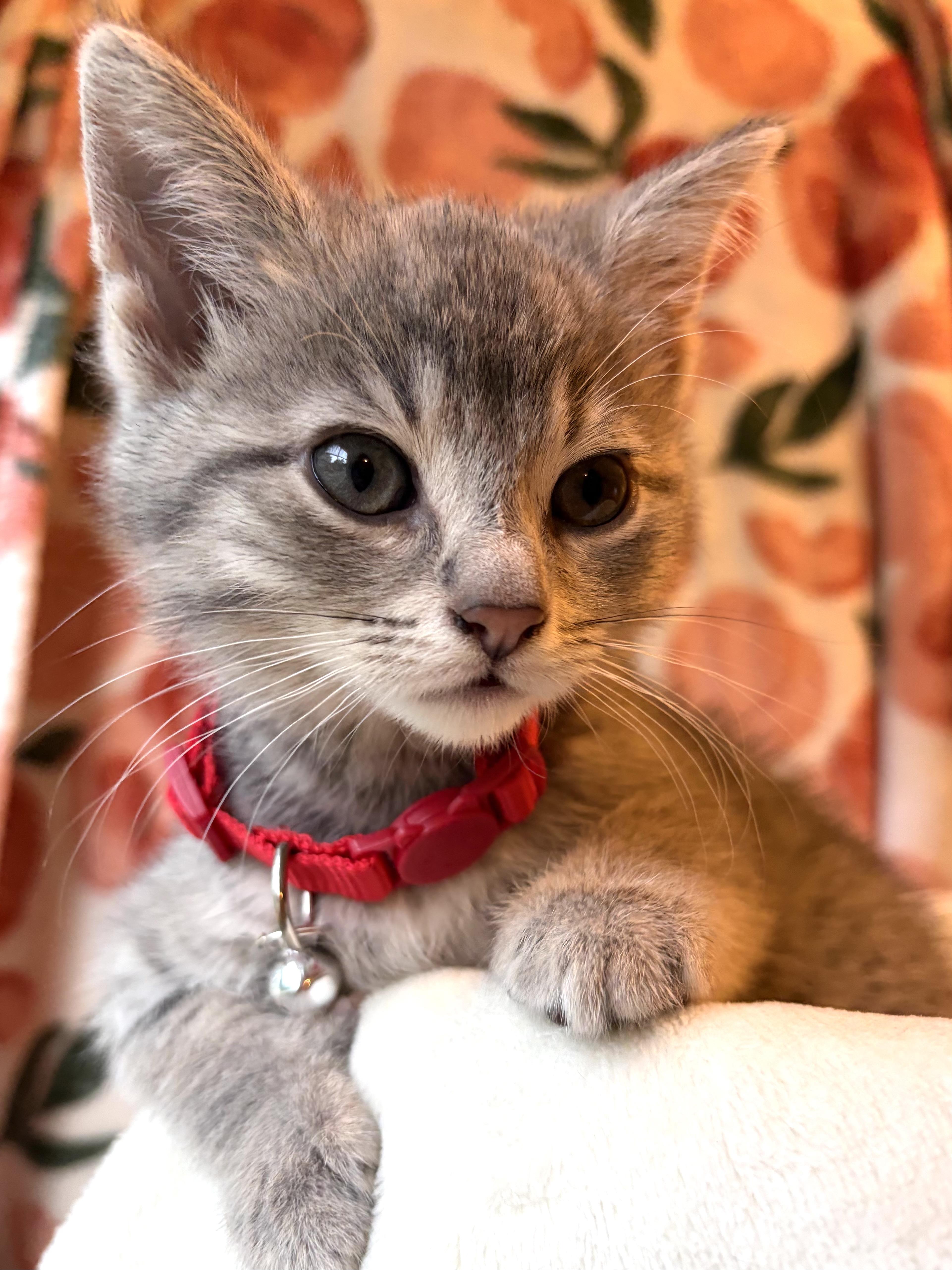 Enlarge Rosie, a Adoptable mixed breed in Belvidere, IL image 1/4