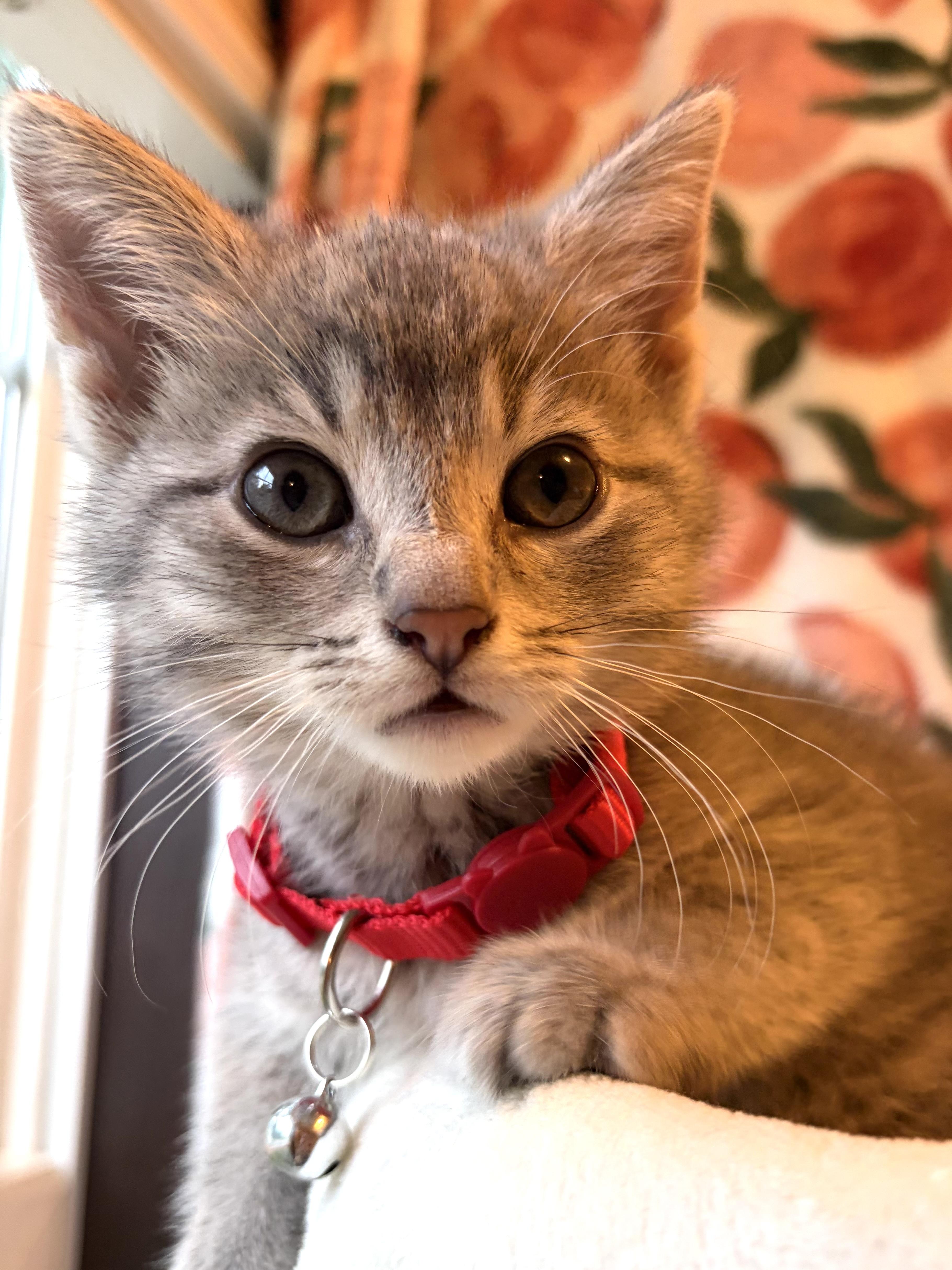 Enlarge Rosie, a Adoptable mixed breed in Belvidere, IL image 3/4