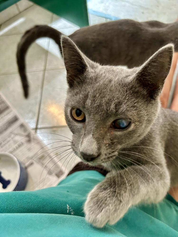 Miles (bonded with Shelby), Adoptable, Kitten Male Domestic Short Hair.