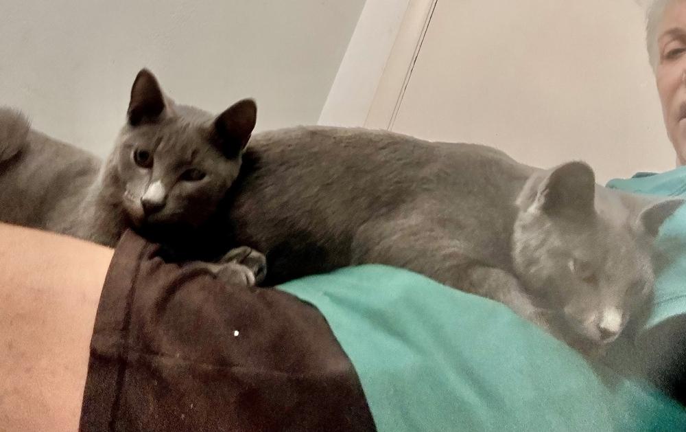 Enlarge Miles (bonded with Shelby), a Adoptable Domestic Short Hair in Hudson, NH image 2/3