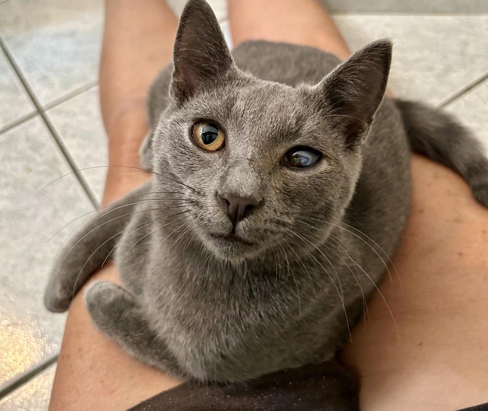 Enlarge Miles (bonded with Shelby), a Adoptable Domestic Short Hair in Hudson, NH image 3/3