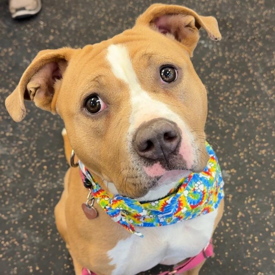 Enlarge Mango, a Adoptable Mixed Breed in Waukesha, WI image 2/4