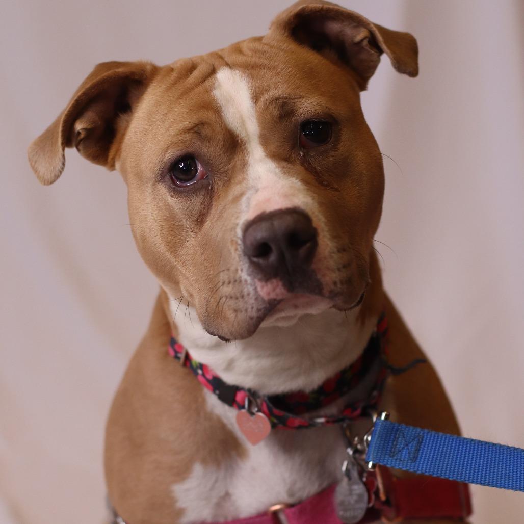 Enlarge Mango, a Adoptable Mixed Breed in Waukesha, WI image 2/6