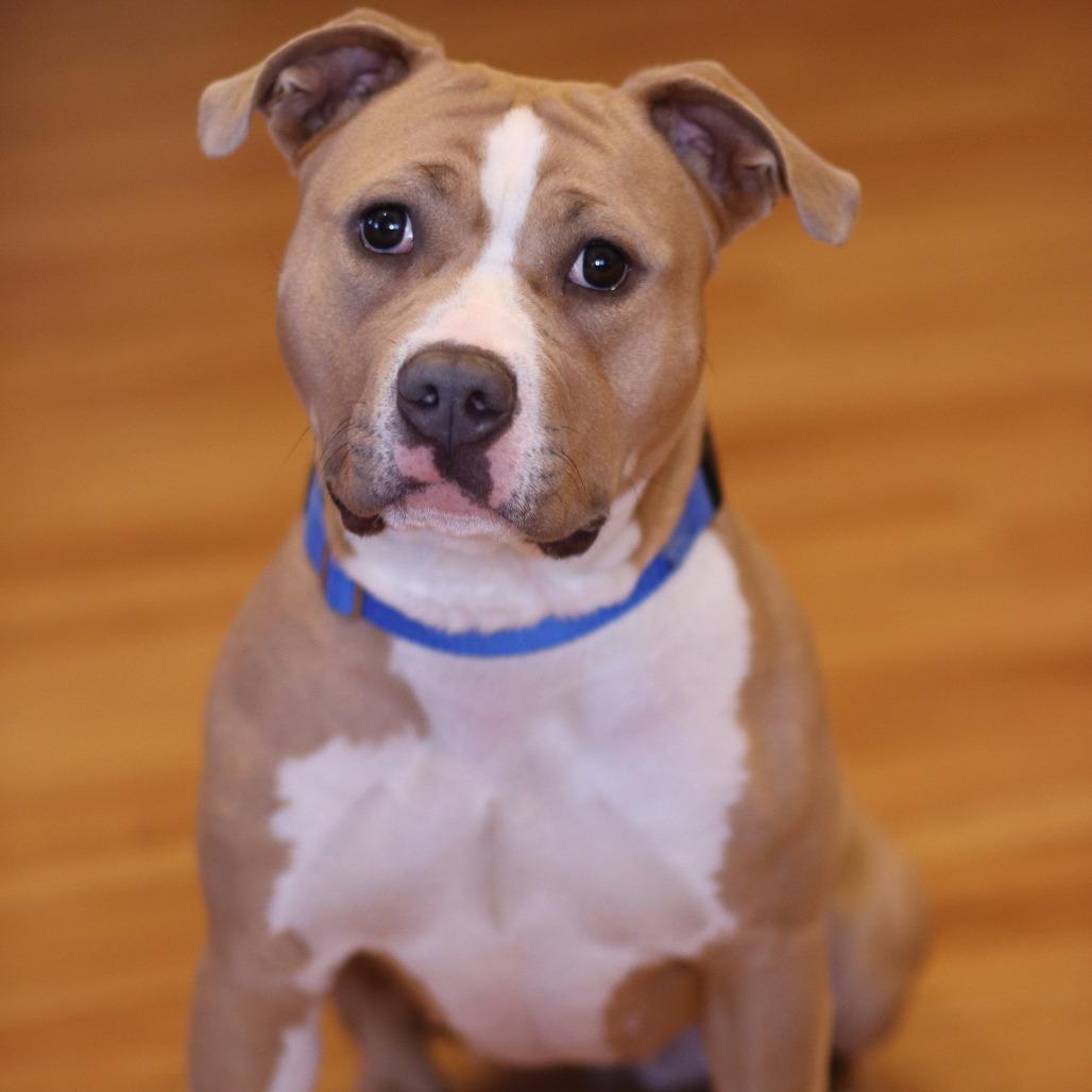 Enlarge Mango, a Adoptable Mixed Breed in Waukesha, WI image 4/6
