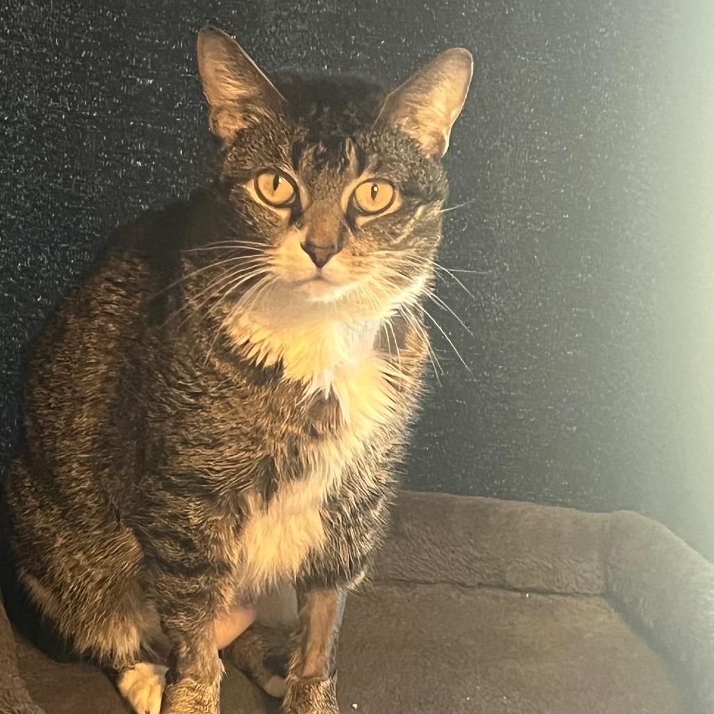 Bella, Adoptable, Adult Female Domestic Short Hair.