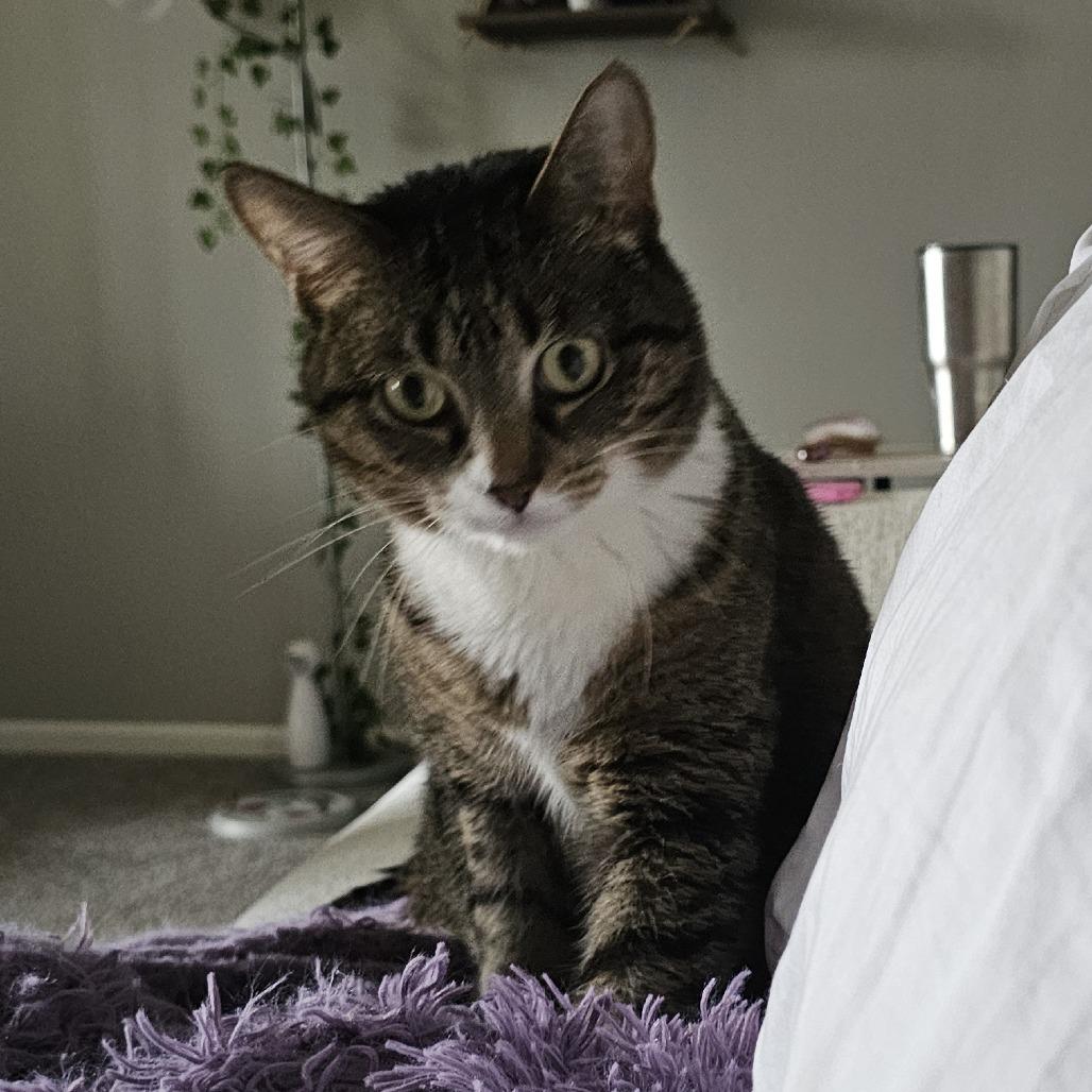 Enlarge Bella, a Adoptable Domestic Short Hair in Columbia, MO image 2/4