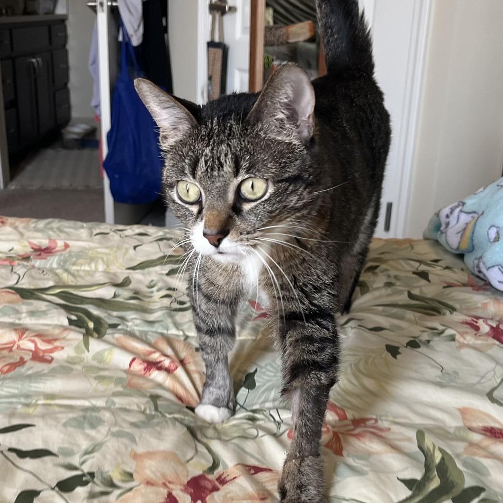 Enlarge Bella, a Adoptable Domestic Short Hair in Columbia, MO image 3/4