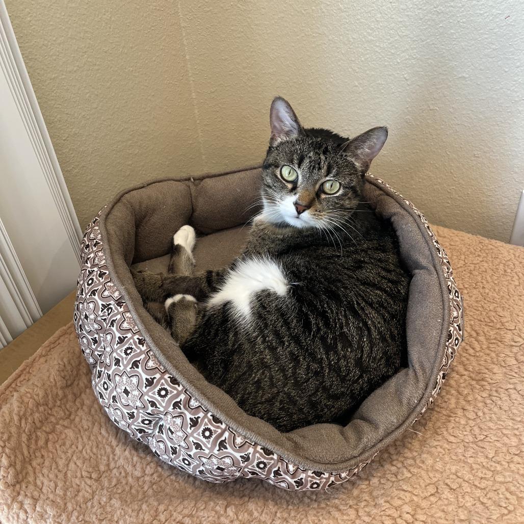 Enlarge Bella, a Adoptable Domestic Short Hair in Columbia, MO image 4/4