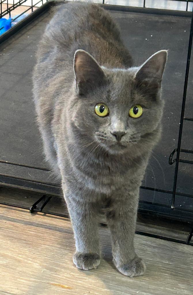 Miss "M, Adoptable, Young Female Nebelung & American Bobtail.