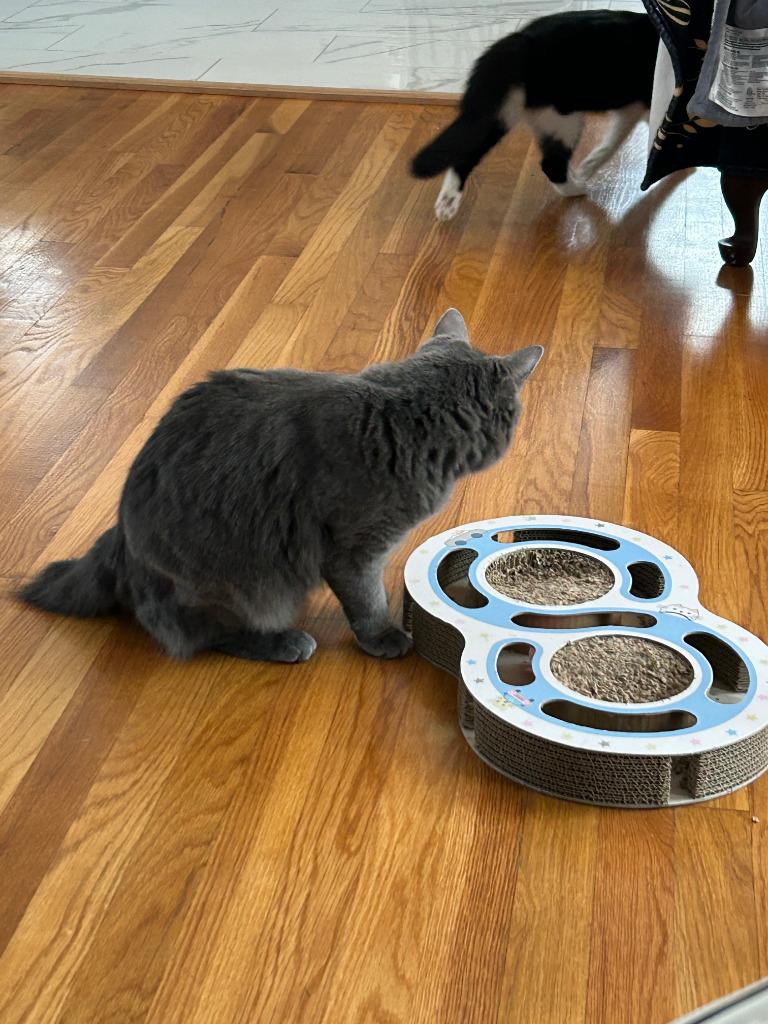 Miss "M, a Adoptable mixed breed in New Braunfels, TX image 2/6