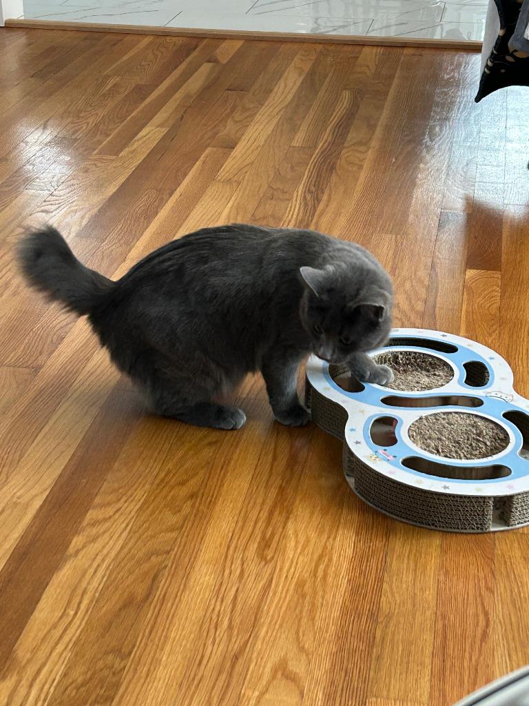 Miss "M, a Adoptable mixed breed in New Braunfels, TX image 3/6