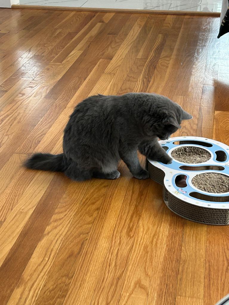 Miss "M, a Adoptable mixed breed in New Braunfels, TX image 4/6