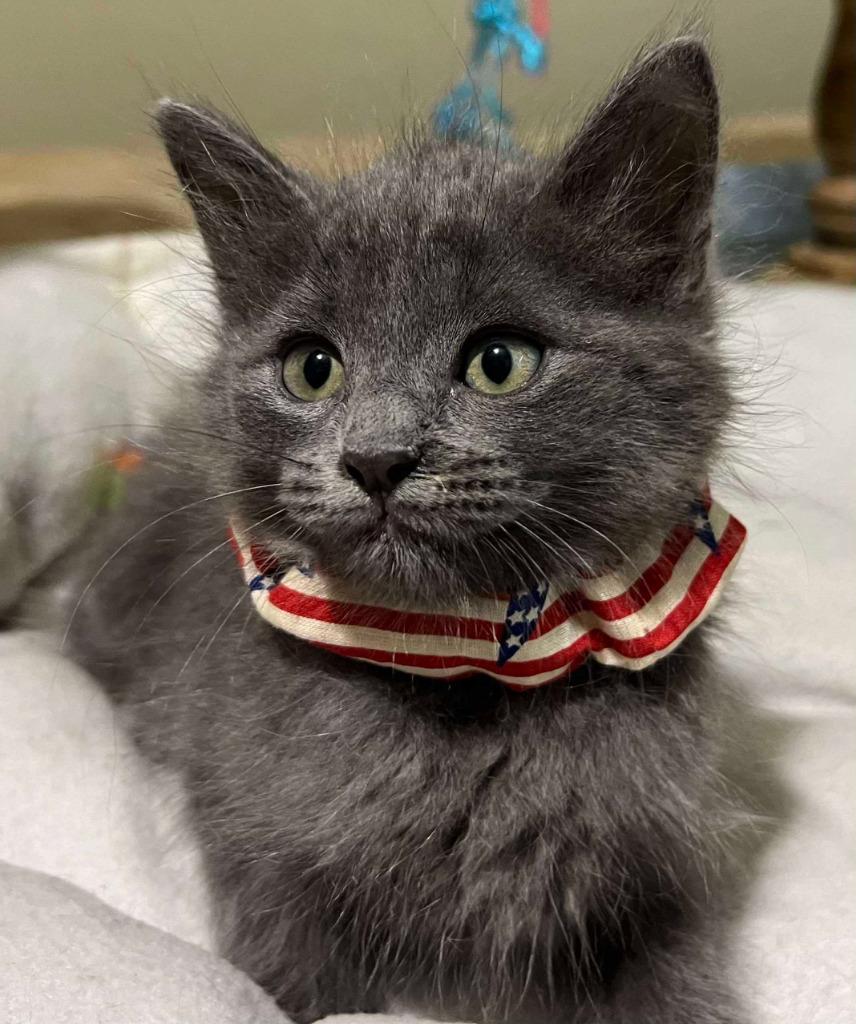 Miss "M, a Adoptable mixed breed in New Braunfels, TX image 6/6