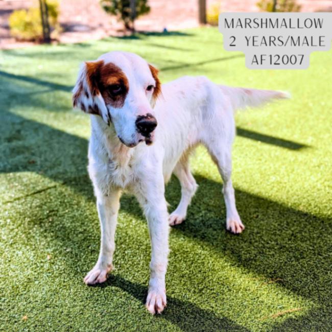 Marshmallow, Adoptable, Adult Male Irish Setter & Mixed Breed.