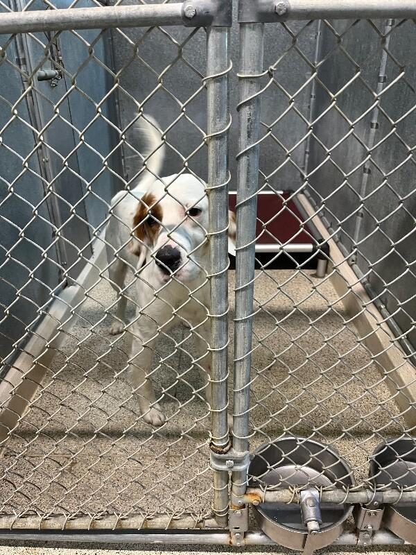 Enlarge Marshmallow, a Adoptable mixed breed in Supply, NC image 2/2