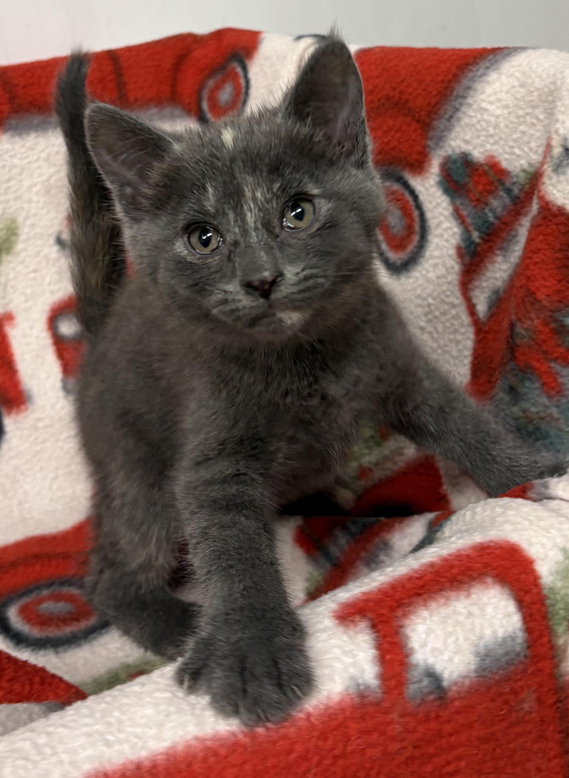 Kitten 1, a ADOPTABLE Domestic Short Hair in Mansfield, CT image 1/2