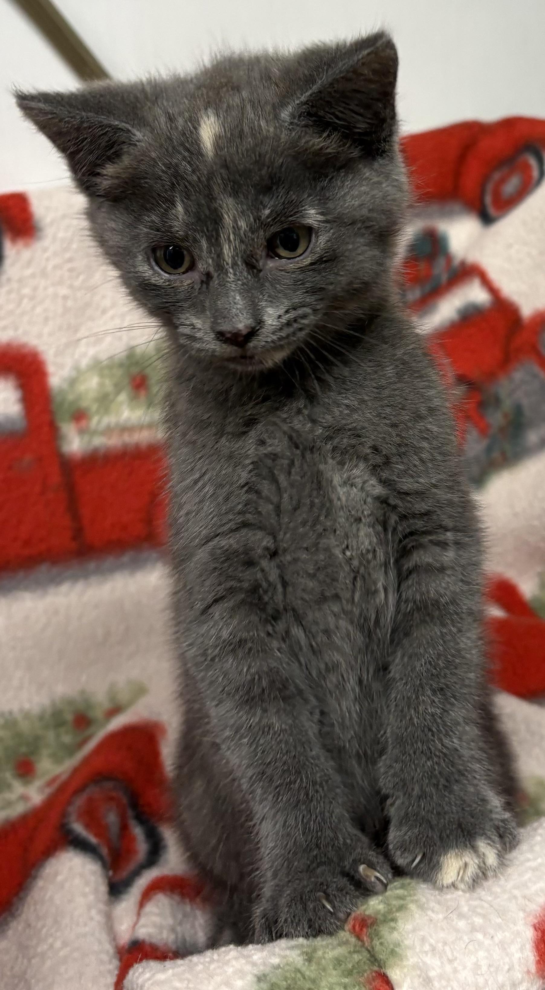 Kitten 1, a ADOPTABLE Domestic Short Hair in Mansfield, CT image 2/2