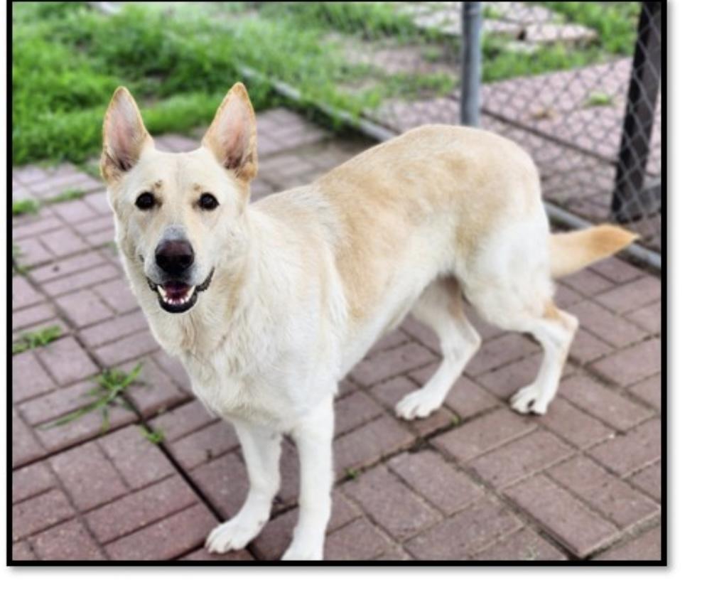 Karma, Young Female German Shepherd Dog