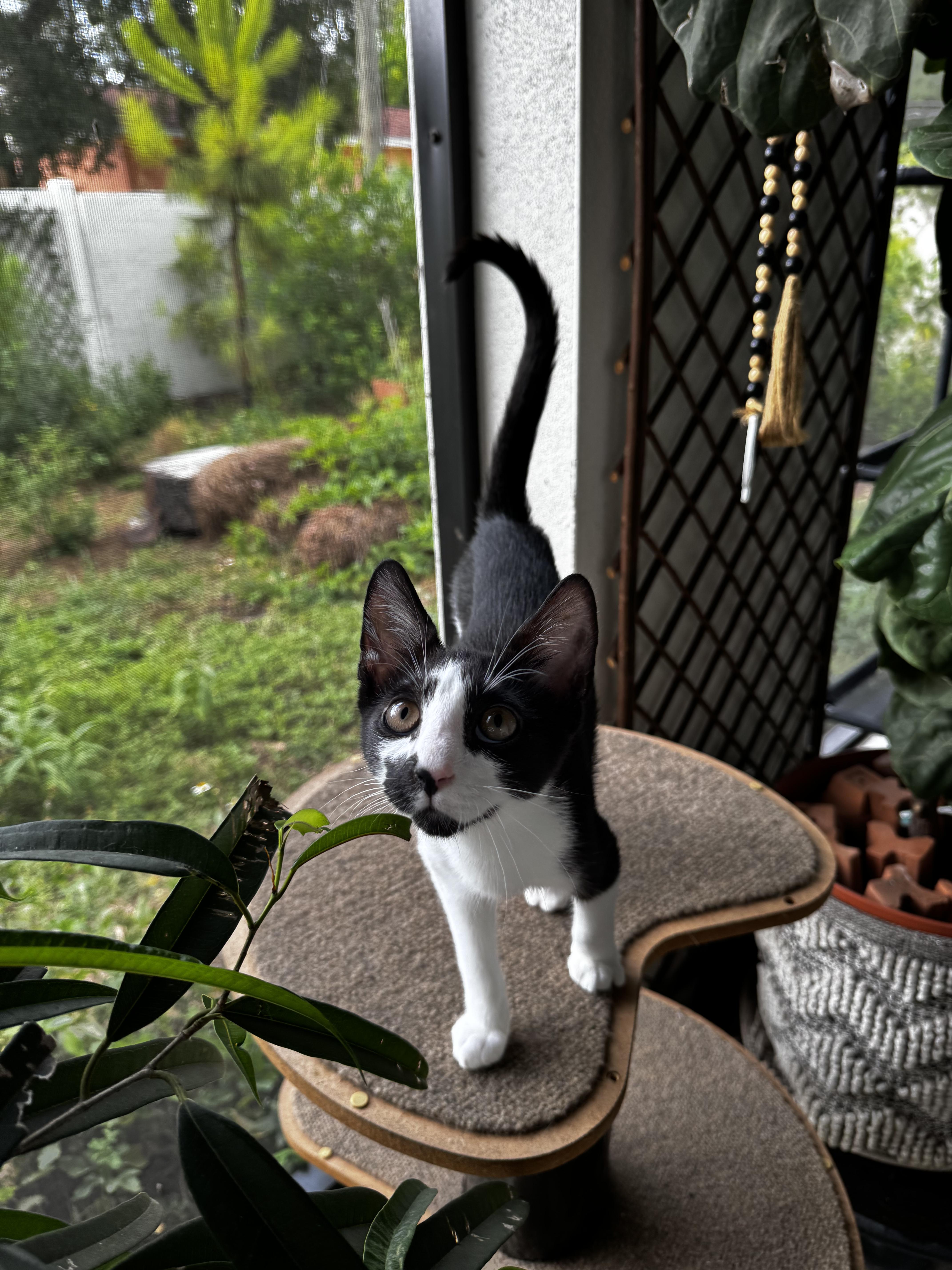 Enlarge FOMO, a Adopted mixed breed in St Petersburg, FL image 1/6