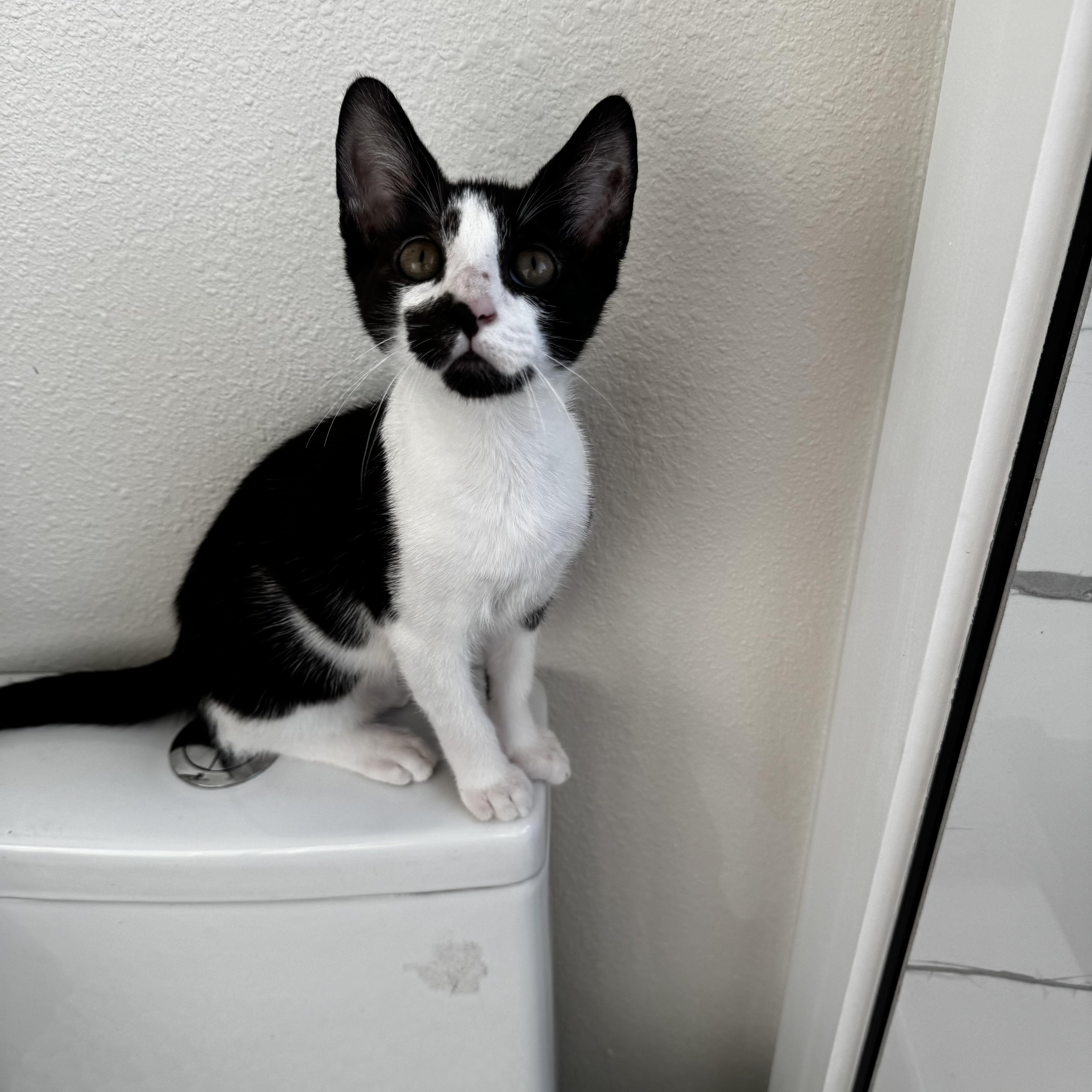 Enlarge FOMO, a Adopted mixed breed in St Petersburg, FL image 6/6