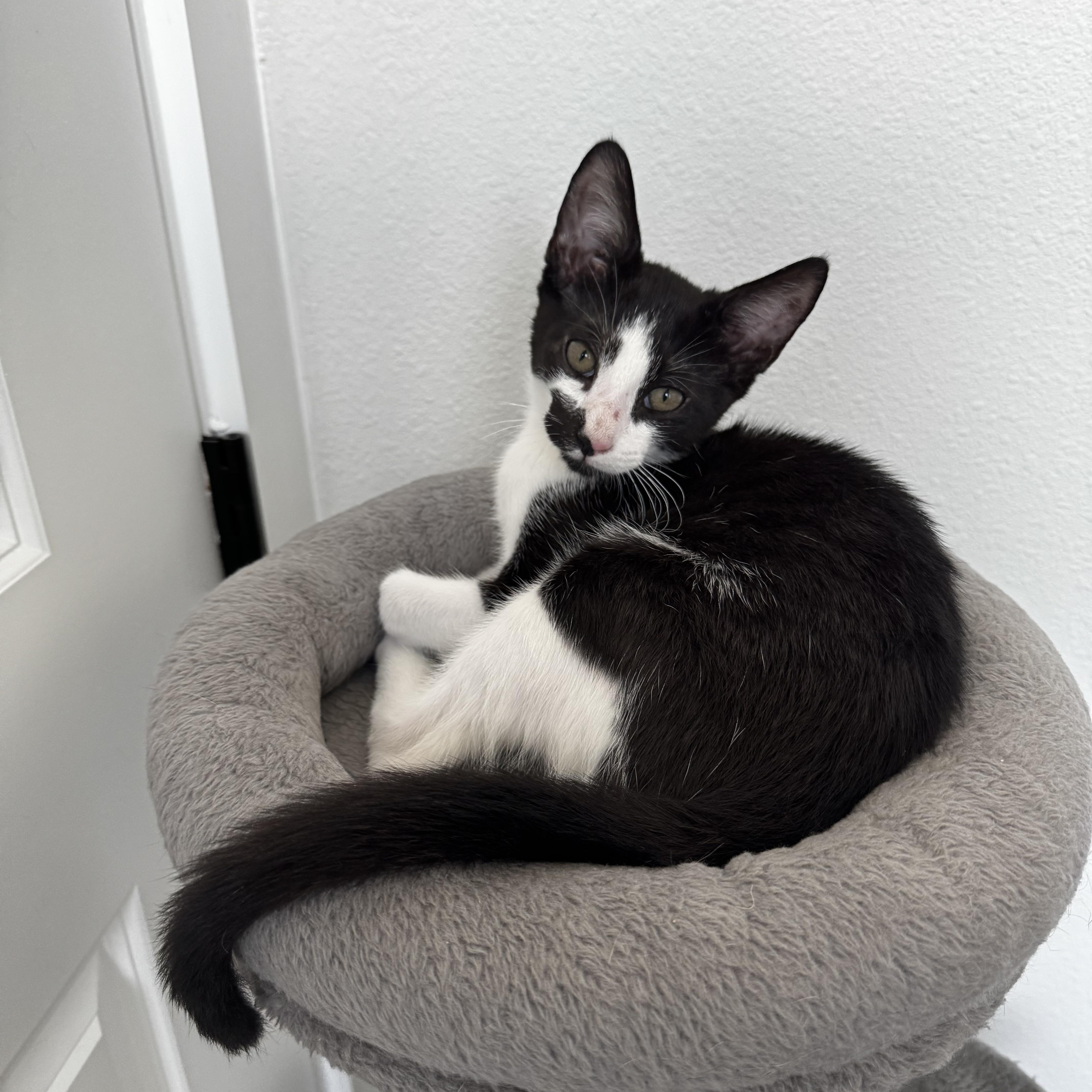 Enlarge FOMO, a Adopted mixed breed in St Petersburg, FL image 5/6