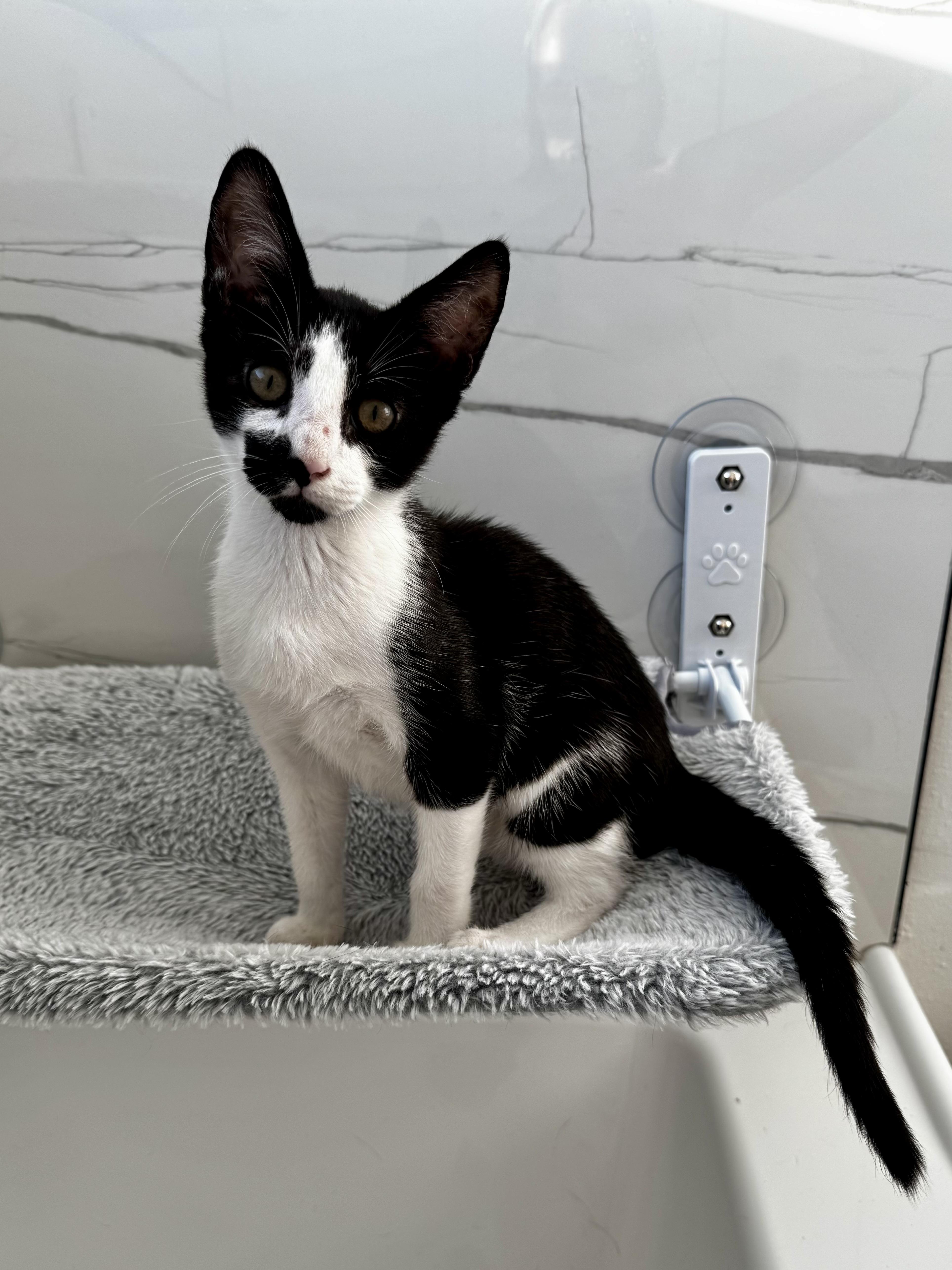 FOMO, Adopted, Kitten Male Oriental Short Hair & Domestic Short Hair.