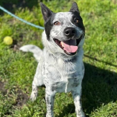 Enlarge Rip, a ADOPTABLE Australian Cattle Dog / Blue Heeler in Manteca, CA image 1/1