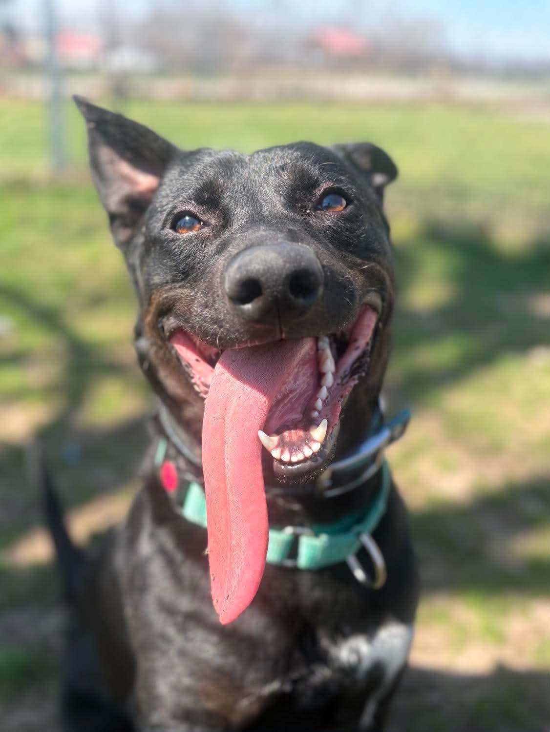 Enlarge Juliet , a ADOPTABLE mixed breed in Fort Madison, IA image 1/6