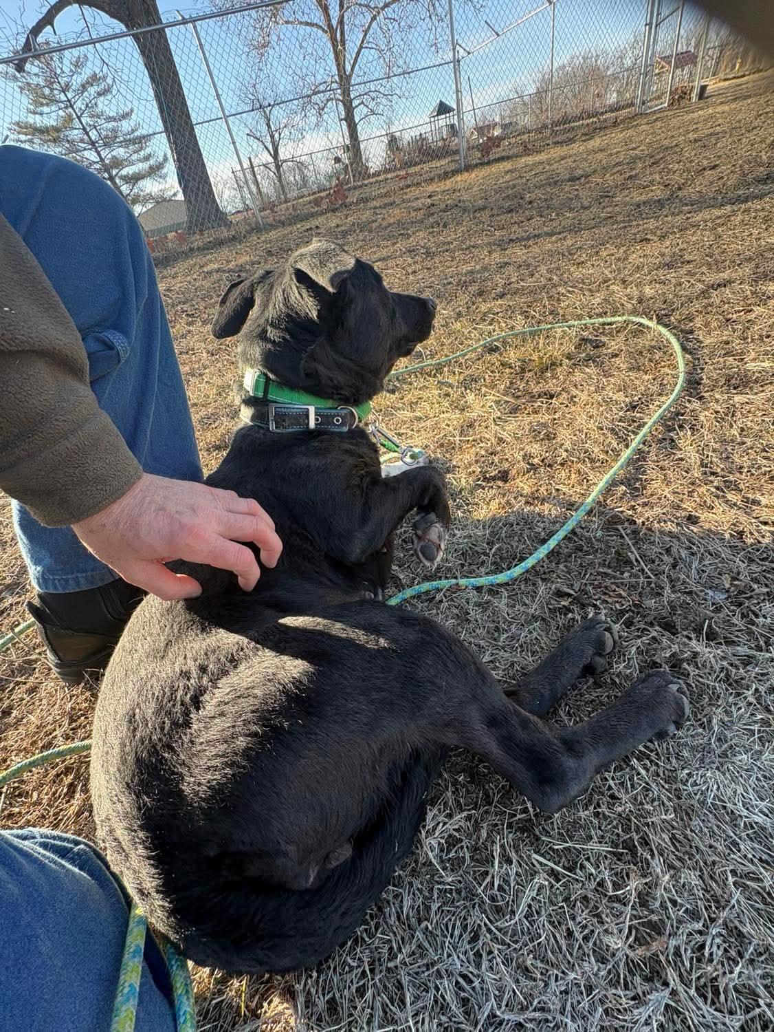 Enlarge Juliet , a ADOPTABLE mixed breed in Fort Madison, IA image 1/6