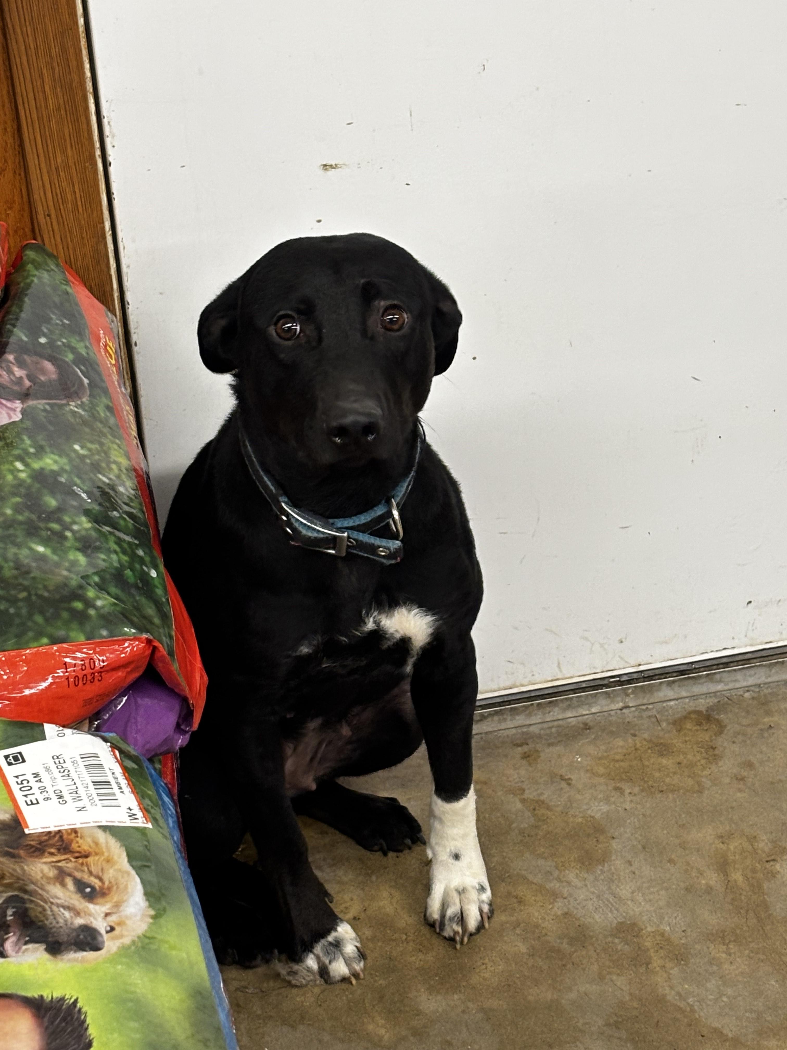 Juliet , ADOPTABLE, Young Female Black Labrador Retriever & Smooth Fox Terrier.