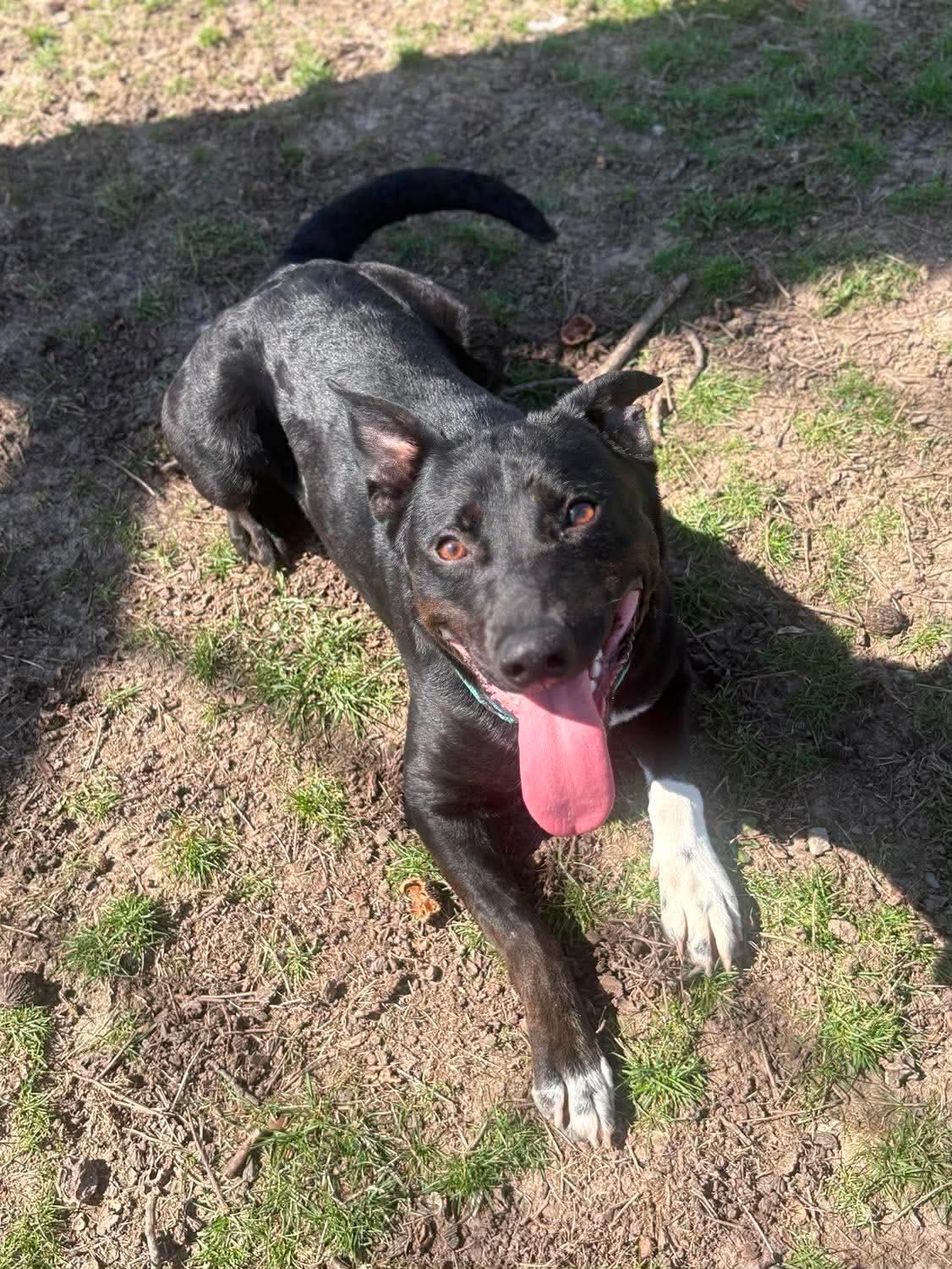 Enlarge Juliet , a ADOPTABLE mixed breed in Fort Madison, IA image 3/6