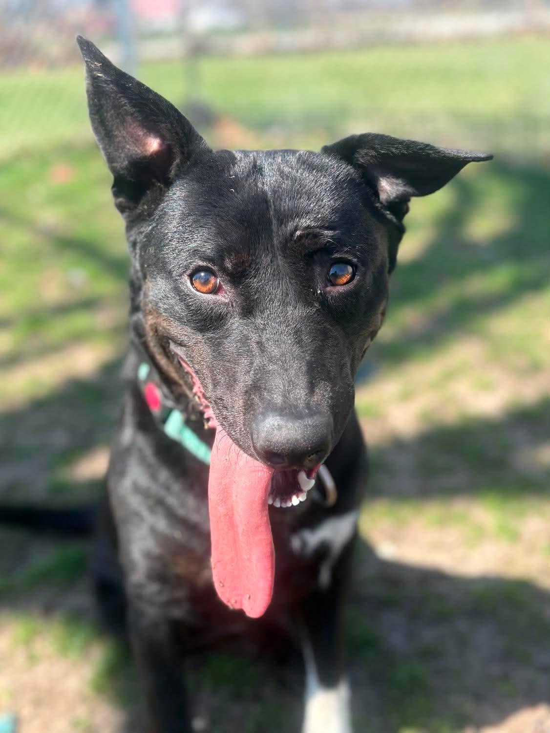 Enlarge Juliet , a ADOPTABLE mixed breed in Fort Madison, IA image 2/6