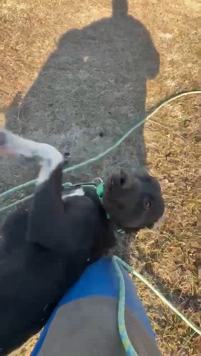 Enlarge Juliet , a ADOPTABLE mixed breed in Fort Madison, IA video 6/6