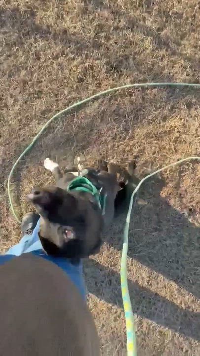 Enlarge Juliet , a ADOPTABLE mixed breed in Fort Madison, IA video 5/6