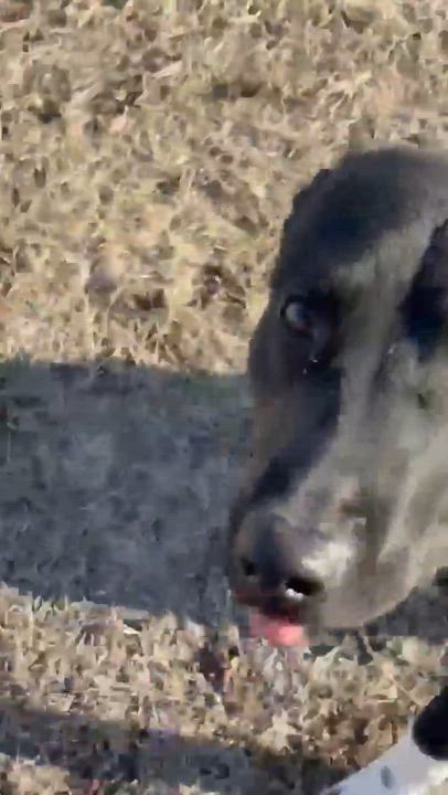 Enlarge Juliet , a ADOPTABLE mixed breed in Fort Madison, IA video 3/6