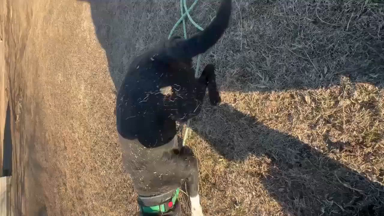 Enlarge Juliet , a ADOPTABLE mixed breed in Fort Madison, IA video 2/6