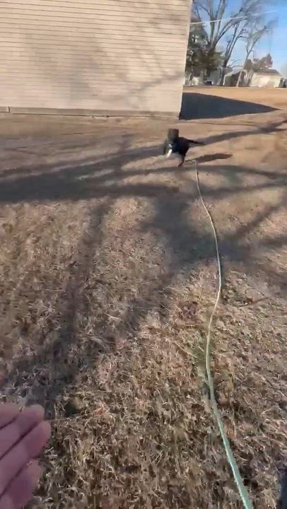 Enlarge Juliet , a ADOPTABLE mixed breed in Fort Madison, IA video 4/6