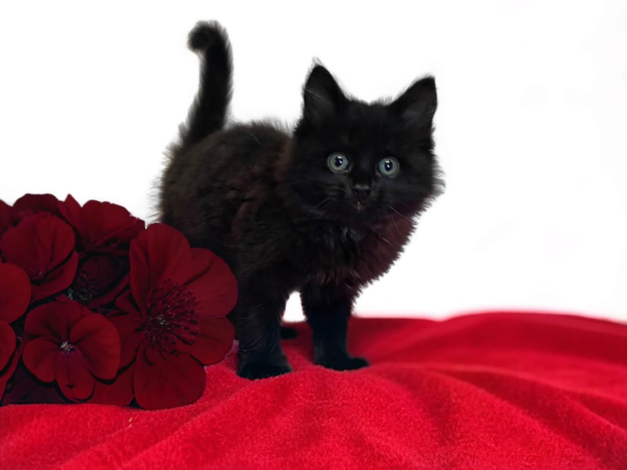 CRIMSON, adopted, Kitten Male Domestic Medium Hair.