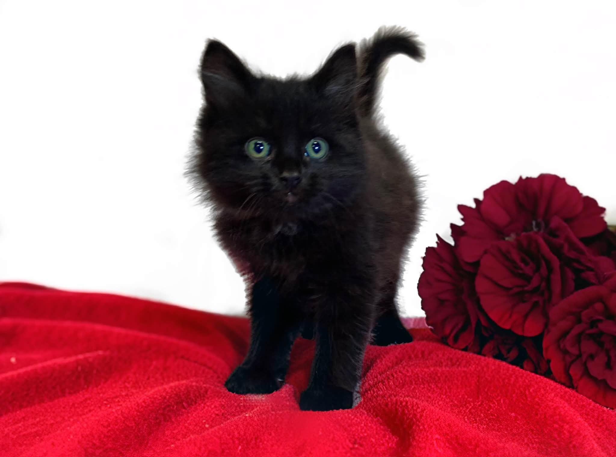 CRIMSON, an adopted Domestic Medium Hair in Graham, WA image 2/2