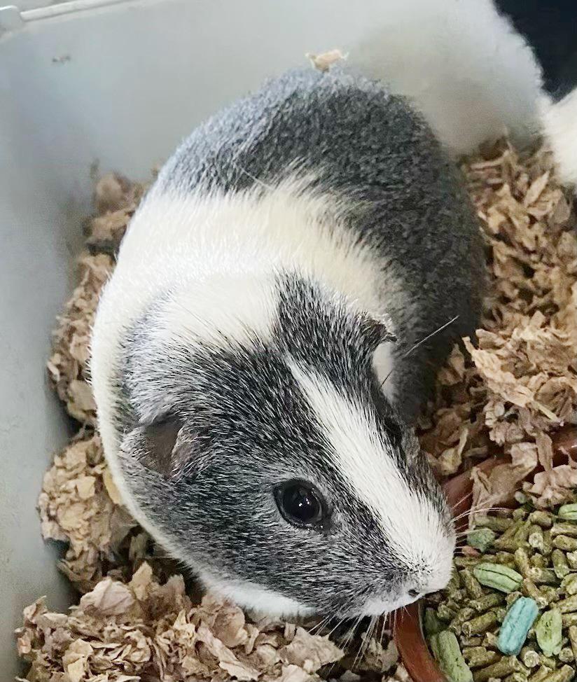 Enlarge Rainbow and Sunshine are your piggy dream duo!  SOOOO sweet!, a ADOPTABLE Abyssinian in Bedford Hills, NY image 6/6