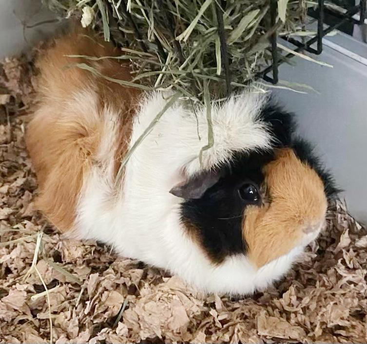 Enlarge Rainbow and Sunshine are your piggy dream duo!  SOOOO sweet!, a ADOPTABLE Abyssinian in Bedford Hills, NY image 3/6