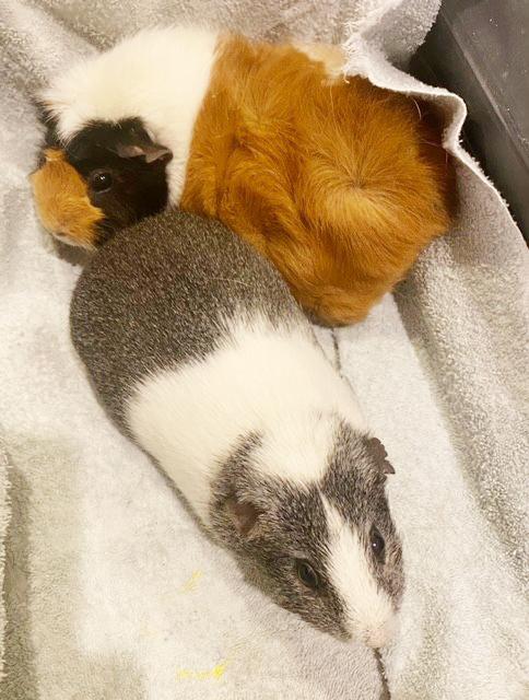 Enlarge Rainbow and Sunshine are your piggy dream duo!  SOOOO sweet!, a ADOPTABLE Abyssinian in Bedford Hills, NY image 5/6