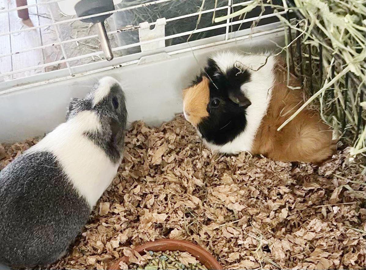 Enlarge Rainbow and Sunshine are your piggy dream duo!  SOOOO sweet!, a ADOPTABLE Abyssinian in Bedford Hills, NY image 2/6
