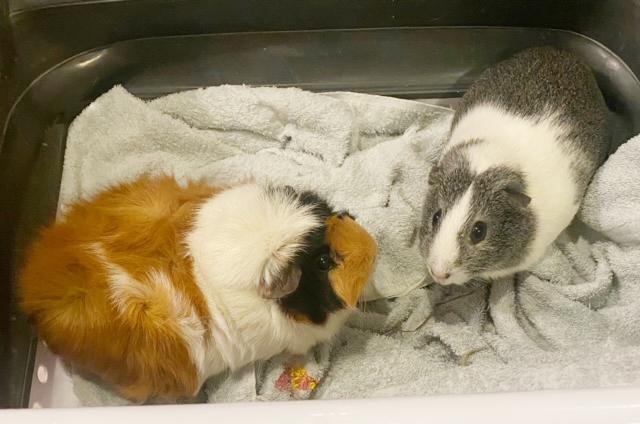 Enlarge Rainbow and Sunshine are your piggy dream duo!  SOOOO sweet!, a ADOPTABLE Abyssinian in Bedford Hills, NY image 1/6