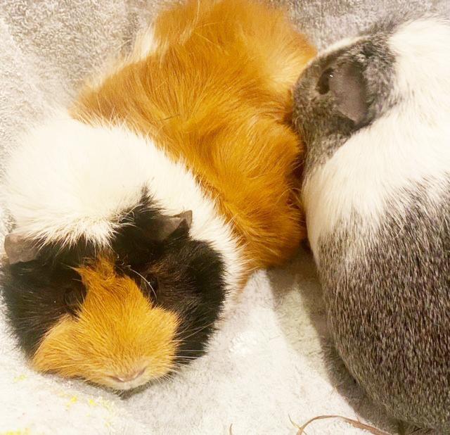 Enlarge Rainbow and Sunshine are your piggy dream duo!  SOOOO sweet!, a ADOPTABLE Abyssinian in Bedford Hills, NY image 4/6