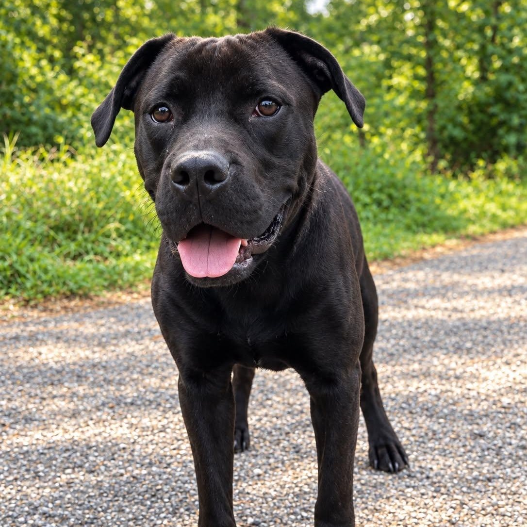 Enlarge Myles, a Adoptable mixed breed in Staten Island , NY image 2/5