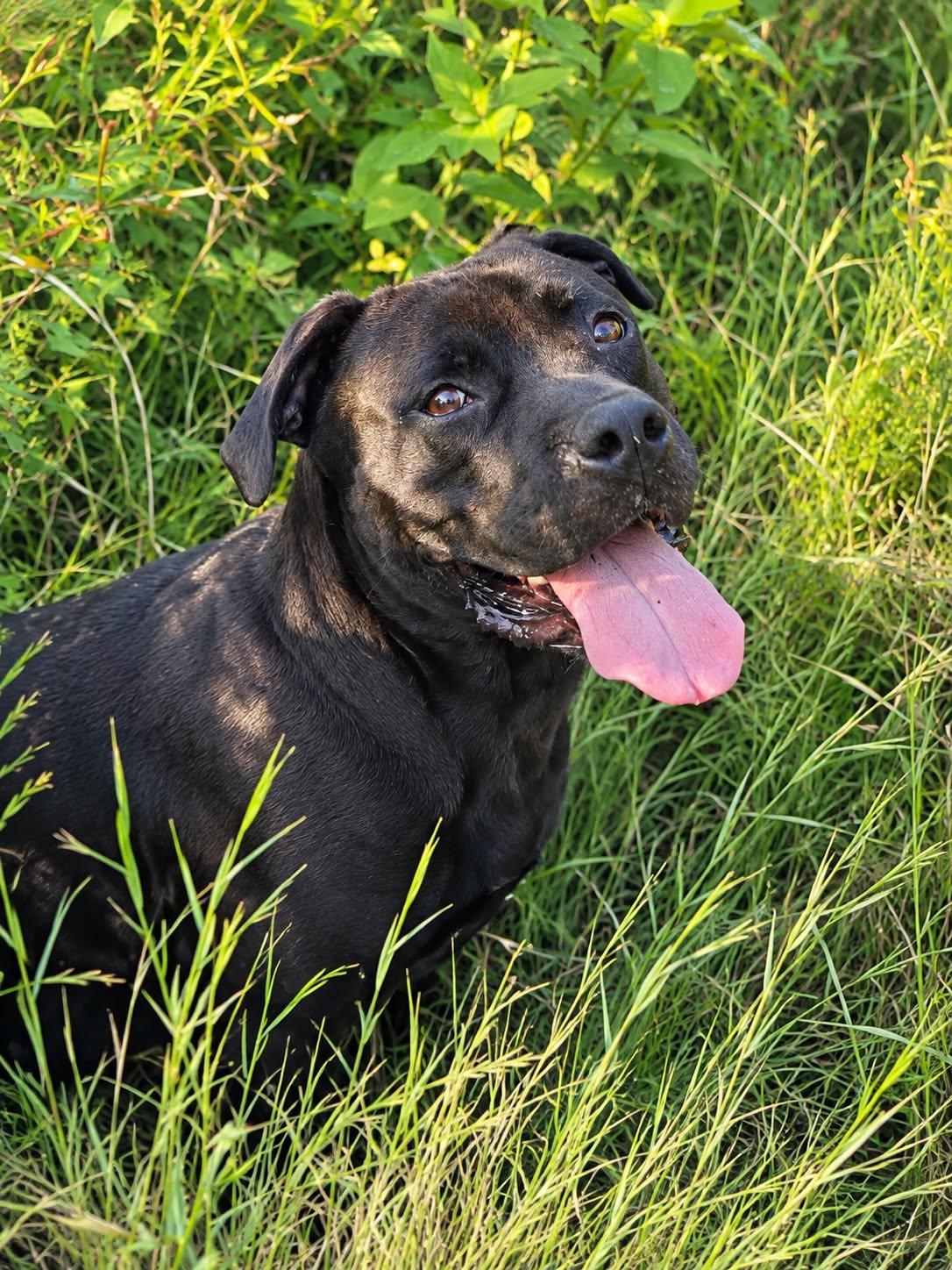 Enlarge Myles, a Adoptable mixed breed in Staten Island , NY image 3/5
