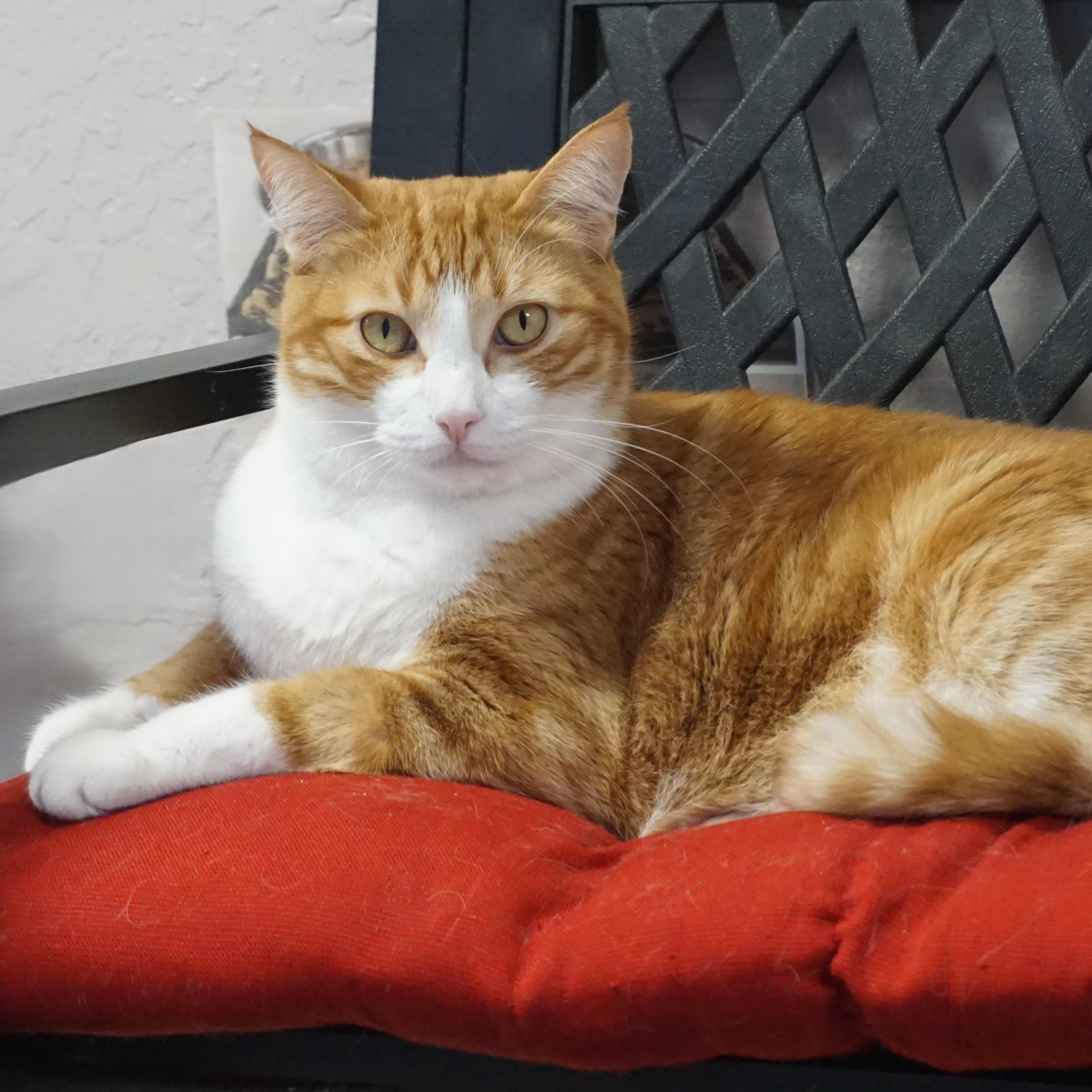 Chuckie, Adoptable, Adult Male Domestic Short Hair.
